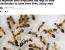 개미 최신 근황 "외과 수술을 하는 개미 발견"
