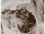 혐오) 하림 생닭에서 발견된 딱정벌레 유충 ㄷㄷ
