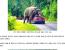 태국 국립공원 코끼리.