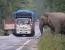 도로 통행료 징수하는 코끼리