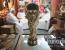 '또 겨울?' 2034 월드컵, 사우디 아라비아 개최 유력…호주 입찰 포기