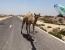사막 도로 위에서 만나는 낙타.mp4