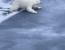 북극곰이 얆은 얼음층을 지나가는 방법.gif