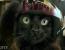 톰 크루즈와 고양이 주연 ‘톰캣’